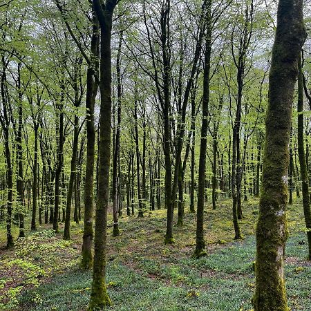 Mullaghmeen Forest Mullingar Esterno foto